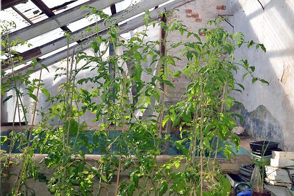 11. Cedar Lodge - Iris Murdoch's famous bath hiding behind tomato plants.jpg